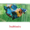 ปลากัดวัชรพล Nemo Multi Colour (เกรด A)