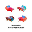 ปลากัดวัชรพล Galaxy Red (เกรด B) โทนสีแดง