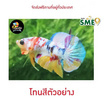 ปลากัดวัชรพล Nemo Candy (เกรด A)