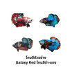 ปลากัดวัชรพล Galaxy Red (เกรด B) โทนสีดำ-แดง