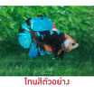 ปลากัดวัชรพล Nemo Galaxy (เกรด B) โทนสีส้ม