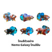 ปลากัดวัชรพล Nemo Galaxy (เกรด B) โทนสีส้ม