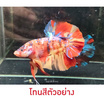 ปลากัดวัชรพล Nemo Galaxy Giant (เกรด B)