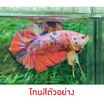 ปลากัดวัชรพล Nemo Galaxy Giant (เกรด B)