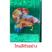 ปลากัดวัชรพล Nemo Galaxy Giant (เกรด B)