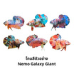 ปลากัดวัชรพล Nemo Galaxy Giant (เกรด B)