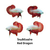 ปลากัดวัชรพล Red Dargon (เกรด B)