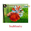 ปลากัดวัชรพล Half Moon Nemo Galaxy (เกรด B)