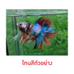 ปลากัดวัชรพล Half Moon Nemo Galaxy (เกรด B)