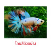 ปลากัดวัชรพล Half Moon Nemo Galaxy (เกรด B)