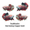 ปลากัดวัชรพล Red Galaxy Copper Gold (เกรด A)