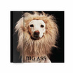 VINYL Big Ass อัลบั้ม The Lion