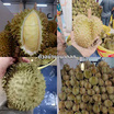 ทุเรียนหมอนทอง 3 ลูก (4.5-5 กก.) สวนน้องคิม จ.จันทบุรี
