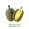 ป่าทุเรียนนครนายก ทุเรียนหมอนทองภูเขา กล่อง 2 ลูก (4.5-5 กก.)