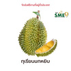 ทุเรียนนกหยิบ สวนลุงเบิ้ม จ.นครนายก