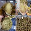 ทุเรียนหมอนทอง 2 ลูก 2.7-3 กก. สวนน้องคิม จ.จันทบุรี