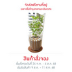 BangkokFlower ต้นมะลิมงคลในถุงสีทอง Love mom