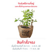 BangkokFlower ต้นมะลิมงคลในถุงกระสอบ Love mom
