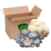 FF Farm ชุดเห็ดรวมออร์แกนิค (ยามาบู,นางรมดอย) 200 ก.