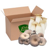 FF Farm ชุดเห็ดรวมออร์แกนิค (ออรินจิ,นางฟ้าภูฐาน) 400 ก.