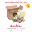 FF Farm ชุดเห็ดรวมออร์แกนิค (เข็มเงิน,นางฟ้าภูฐาน) 700 ก.