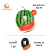 ณิชชาชามม์ แตงโม Scarleth Sun Size M กล่อง 2 ลูก แถม Thumbs up Size M 1 ลูก