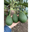 ไร่ชรินทร์พรรณ อะโวคาโด แฮส (Size 7-9 ลูก/kg.) ฮาโลวีน