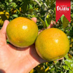 อิมพีเรียล ฟรุตเทีย ส้มจักรพรรดิ Extra Sweet ไซซ์ 1 กล่อง 5 กก. (7-10 ผล/กก.)