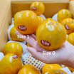 อิมพีเรียล ฟรุตเทีย ส้มจักรพรรดิ Extra Sweet ไซซ์ 1 กล่อง 5 กก. (7-10 ผล/กก.)