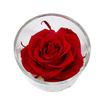 BangkokFlower กุหลาบอบแห้งสีแดง 1 ดอกในแก้ว 001