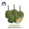 สวนจันทวิสูตร ทุเรียนหลงลับแล กล่อง 5-8 ลูก (6.5-7 กก.)