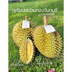 สวนลูกสาวกำนัน ทุเรียนหมอนทอง 3 ลูก (8-8.5 กก.)