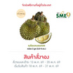สวนเจ้าพายุ ทุเรียนหมอนทอง กล่อง 3 ลูก (3.6-4 กก.)
