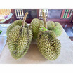 สวนทุเรียนนนท์ ป้าต้อย-ลุงหมู ทุเรียนหมอนทอง GI จ. นนทบุรี 1 ลูก (2.5-3 กก.)