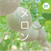 ไร่ชรินทร์พรรณ เมล่อนฮอกไกโดพรีเมียม สีส้ม (1.5-1.7 กก./ลูก) กล่อง 1 ลูก
