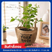BangkokFlower ต้นมะลิมงคลในถุงกระสอบ รักแม่